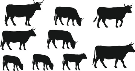 Collection of cow silhouettes in various standing and grazing poses, isolated black farm animal illustrations for agriculture, livestock, and design projects