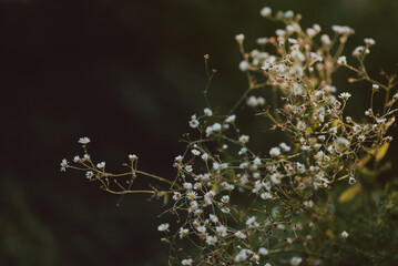 White wildflowers on delicate stems against dark background