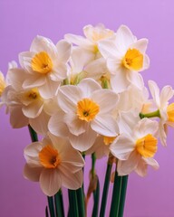 Naklejka premium Close-up of white daffodils with yellow centers on a pastel purple background, studio shot, floral arrangement, spring blossoms