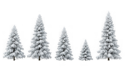 Group of freshly snow-covered evergreen trees in winter scene. isolated on transparent background