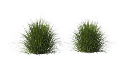 Two ornamental green grass clumps with white feathery seed heads isolated on transparent background