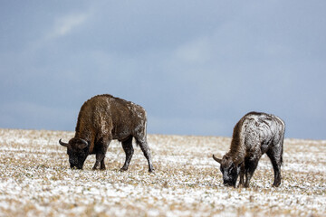 European bison - Bison bonasus in the Knyszyn Forest (Poland)