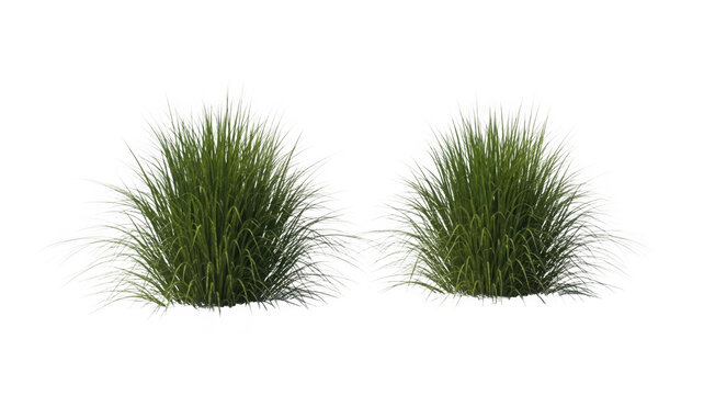 Two ornamental green grass clumps with white feathery seed heads isolated on transparent background