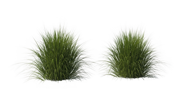 Two ornamental green grass clumps with white feathery seed heads isolated on transparent background