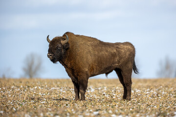 European bison - Bison bonasus in the Knyszyn Forest (Poland)