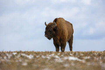 European bison - Bison bonasus in the Knyszyn Forest (Poland)