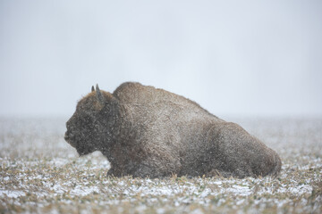 European bison - Bison bonasus in the Knyszyn Forest (Poland)