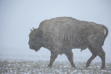 European bison - Bison bonasus in the Knyszyn Forest (Poland)