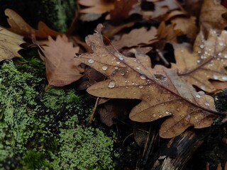 Fototapeta premium Fallen dry oak leaf after rain. Raindrops on oak leaf on green moss. Autumn scene.