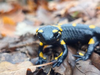 Fire Salamander on dry autumn leaves. Black and yellow amphibian from European forest