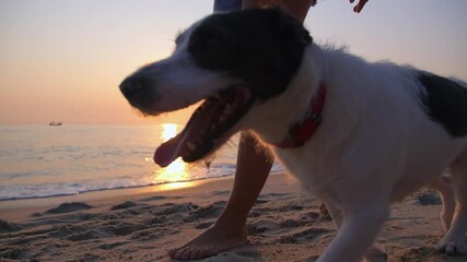 Playful dog enjoying a walk on a sandy beach with its owner at sunset, creating a serene and heartwarming scene with the ocean waves gently lapping at the shore against the golden light