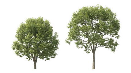 Obraz premium Two vibrant green leaf trees with visible trunks, transparent isolated on transparent background