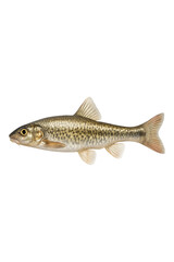 Fototapeta premium Fish Illustration High quality Realistic image.