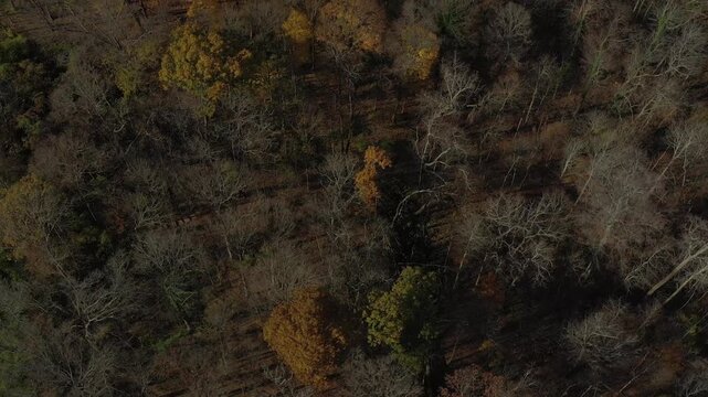 Aerial view of the dense tree canopy, with varied hues of brown and yellow, creating a striking contrast, Observatory Place, Cincinnati, Ohio, United States.