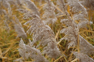 Reed in Autumn