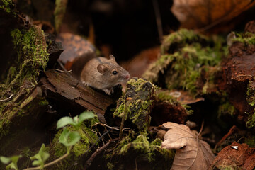 A small brown wood mouse looks towards a moss-covered piece of wood in a forest. Fallen leaves and other wood fragments are visible nearby during daylight hours