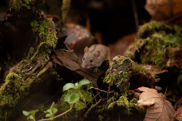 A wild mouse, with brown fur and dark stripes, is looking forward. It is standing on a log covered in green moss and surrounded by fallen leaves in the woods