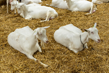 a group of goats (Capra hircus) resting in a pen with straw bedding
