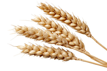 Three wheat ears in close-up view.  Golden hues and detailed textures