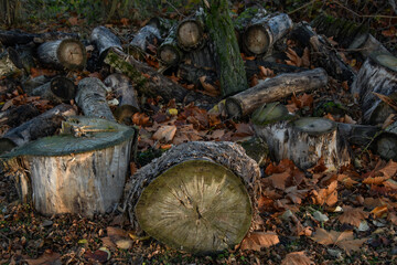 far&ouml;nk&ouml;k az őszi avarban