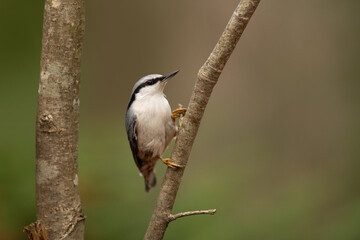 A small Eurasian Nuthatch grips a thin tree branch with its claws and looks upwards. The bird has gray, white, and brown plumage and is perched vertically
