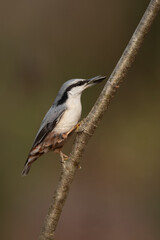 Obraz premium A small bird, a european nuthatch, clings to a slender, textured branch. The bird's grey head and back contrast with its white breast and reddish flanks