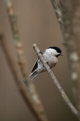 Fototapeta premium A small willow tit with a black cap sits perched on a thin, bare branch. The bird's grey and white plumage blends with the surrounding natural woodland setting