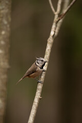 A small Crested Tit with gray, black, and brown plumage perches on a thin branch. It appears alert, gazing towards the left with a dark, wooded backdrop