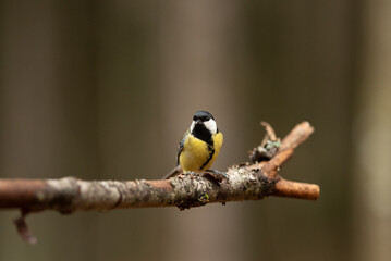 A small Great Tit bird with a black head and yellow body sits perched upon a thin, lichen-covered branch in a forest setting. The bird looks directly at the viewer