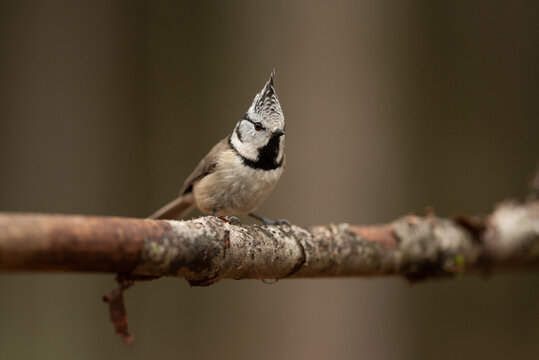 A small European Crested Tit with distinctive black and white head markings and a pointed crest stands on a lichen-covered branch in a natural forest setting - Powered by Adobe