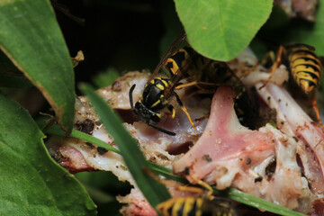 european yellow wasp macro photo	