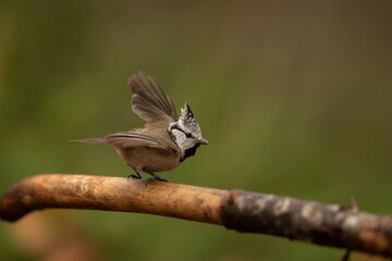 A Eurasian crested tit rests briefly on a branch, wings slightly raised, appearing ready for flight in a natural green woodland setting