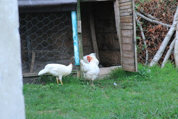 natural white chicken macro photo	
