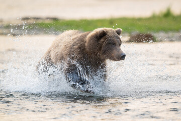 Alaskan brown bear chasing salmon in Brooks River at sunrise