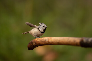 A small crested tit with a gray and black head sits perched on a branch, one of its wings slightly outstretched against a blurred green forest background