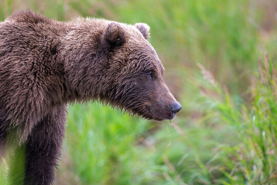 Portrait of Alaskan brown bear in Katmai National Park