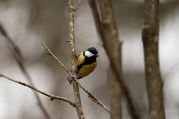 A Great Tit, having black, white, and yellow feathers, rests on a slender tree branch, glancing downwards with a blurred outdoor forest background