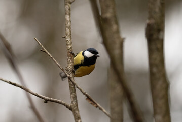 A great tit, a small bird with a black head and yellow chest, is perched on a thin, leafless branch. The bird is looking to the left in a wooded area