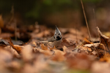 A small, Eurasian crested tit stands on the forest floor amidst fallen autumn leaves. The bird is looking directly at the viewer