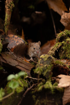 A tiny brown mouse perches on a mossy log in a forest. The mouse appears to be alert and gazing forward. Fallen leaves surround it in its natural habitat