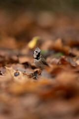 A small Eurasian crested tit perches amongst brown leaves. The forest floor is covered in foliage during the autumn season. The bird has a distinctive crest and is looking forward