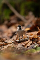 A marsh tit sits perched upon a twig on the ground. The bird looks straight at the viewer amidst a carpet of fallen leaves during autumn in a wooded area