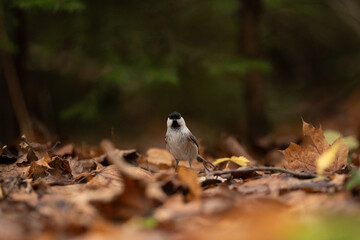 A marsh tit, a small passerine bird with a black cap, stands on fallen brown and yellow leaves....