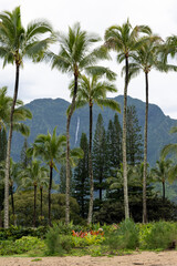 Unter Hawaii Palmen. Palmen am Strand von Hawaii. Kawaii. Tropische Atmosphäre.