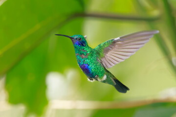 Fototapeta premium Sparkling violetear (Colibri coruscans) Ecuador