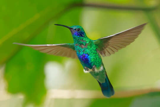 Sparkling violetear (Colibri coruscans) Ecuador