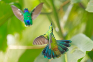 Fototapeta premium Sparkling violetear (Colibri coruscans) Ecuador