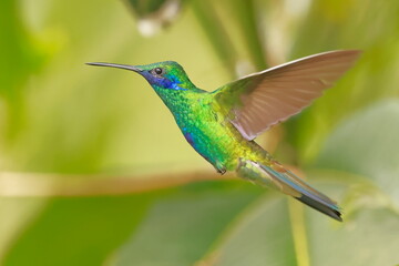 Fototapeta premium Sparkling violetear (Colibri coruscans) Ecuador