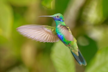Sparkling violetear (Colibri coruscans) Ecuador