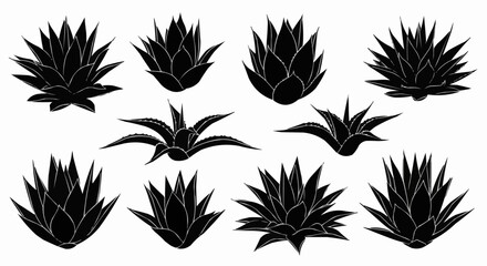 Collection of Black Silhouette Agave Plants Various Sizes and Styles.